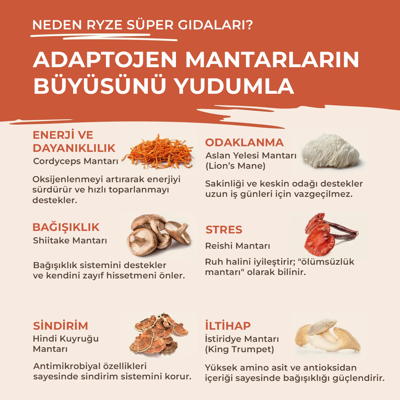 Mantarlı Kahve
